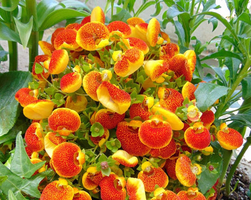 Premium Calceolaria Flower seeds for Planting Colorful Display, Heirloom & GMO Free Seeds for Home Garden seeds