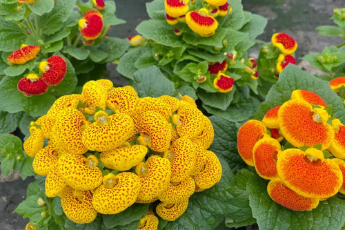 Premium Calceolaria Zapatilla Flower seeds for Planting Hardy Variety, Heirloom & GMO Free Seeds for Home Garden seeds