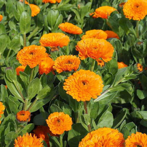 Premium Calendula Officinalis Flower seeds for Planting Easy to Grow, Heirloom & GMO Free Seeds for Home Garden seeds