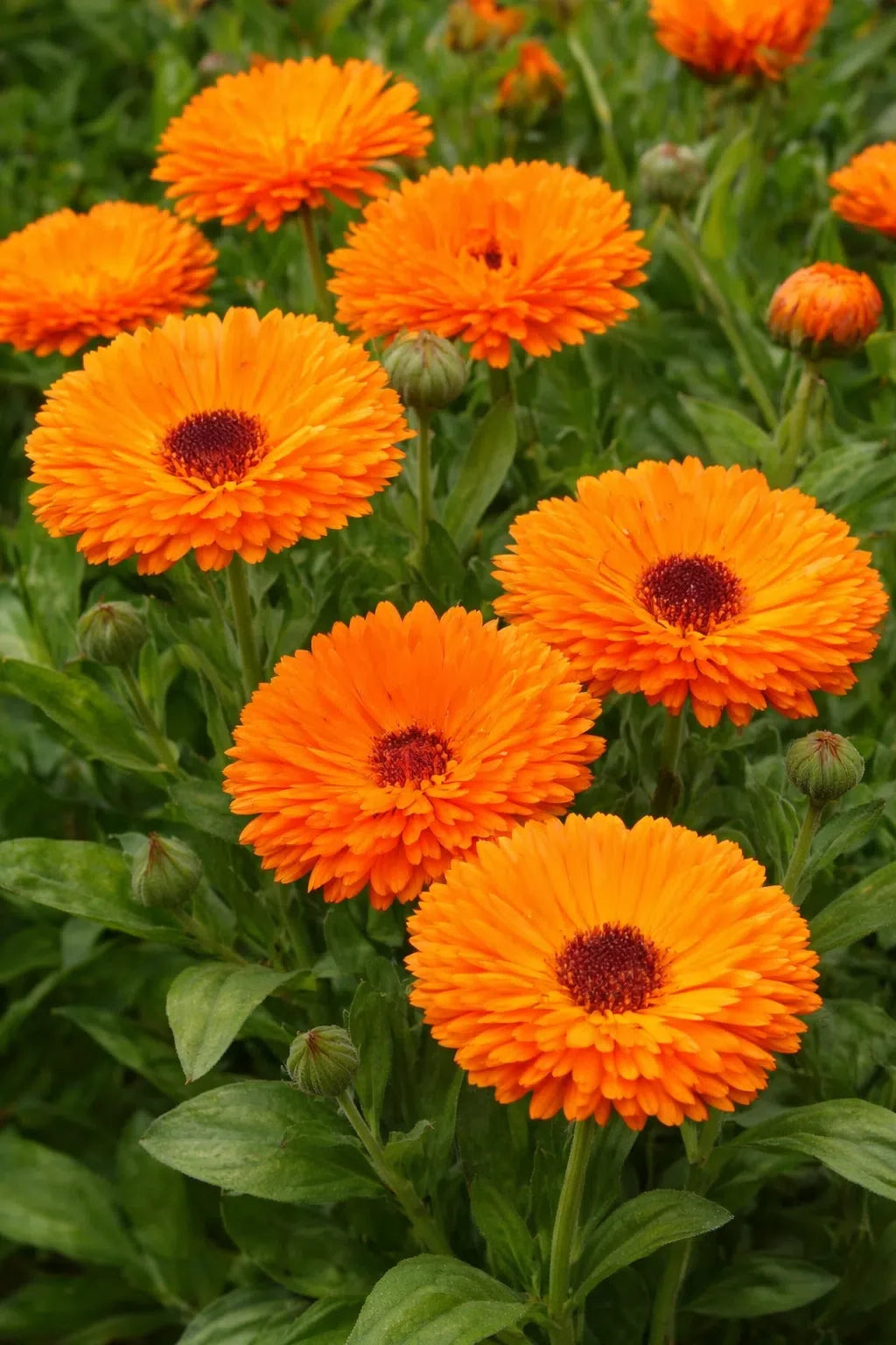 Yellow Flower Pot Flower seeds for Planting Vibrant Colors, Heirloom & GMO Free Seeds for Home Garden vegetable and garden seeds