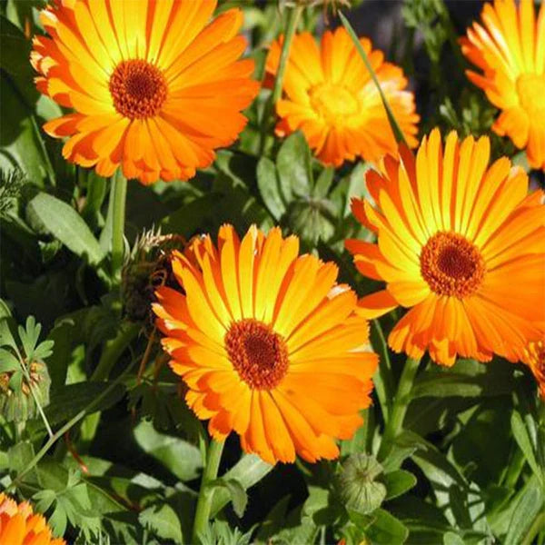 Calendula Flower seeds for Planting Hardy Variety Heirloom & GMO Free Seeds for Home Garden