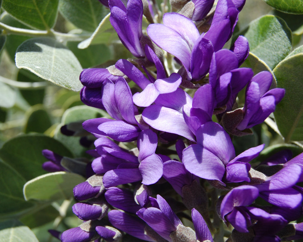Premium Mescal Flower seeds for Planting Easy to Grow Heirloom & GMO Free Seeds for Home Garden seeds