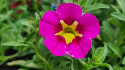 Calibrachoa Flower seeds for Planting Cut Flower Favorite Heirloom & GMO Free Seeds for Home Garden