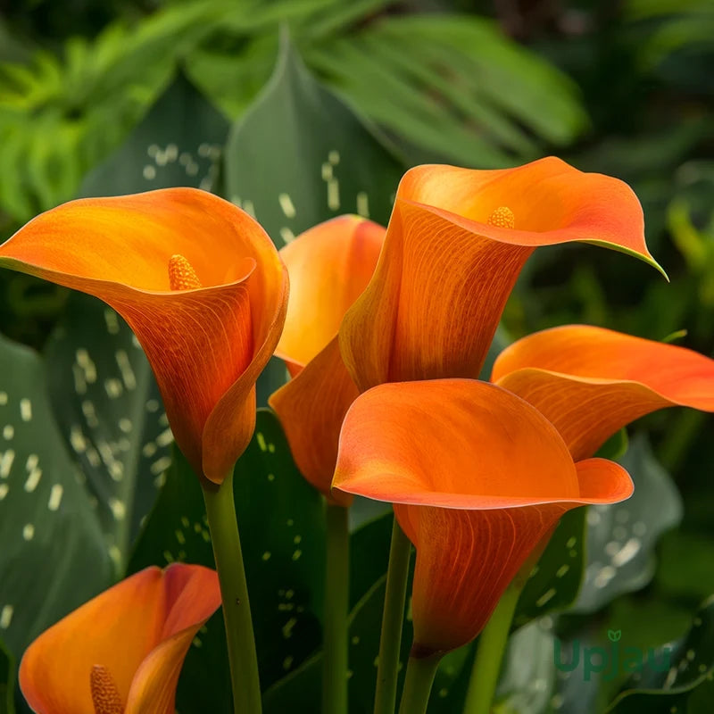 High quality Calla Flower Seeds Red Yellow Flower seeds for Planting Easy to Grow, Heirloom & GMO Free Seeds for Home Garden seeds pack