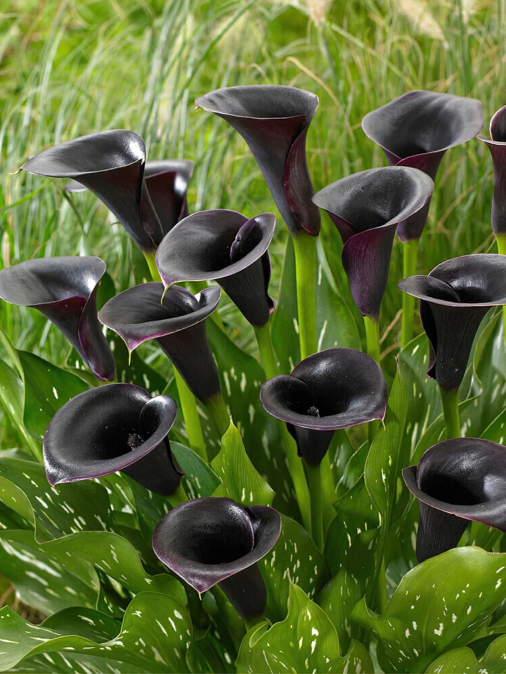 Premium Black Calla Flower seeds for Planting Pollinator Friendly, Heirloom & GMO Free Seeds for Home Garden seeds