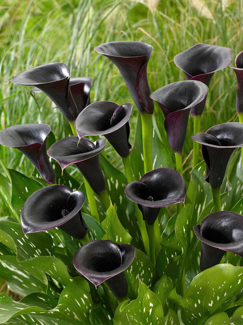Premium Black Calla Flower seeds for Planting Pollinator Friendly, Heirloom & GMO Free Seeds for Home Garden seeds