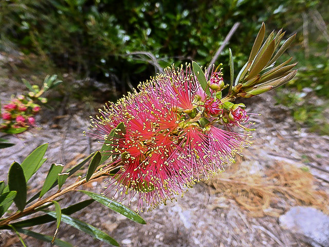 Premium Pink Champagne Callistemon Flower seeds for Planting Compact Growth, Heirloom & GMO Free Seeds for Home Garden seeds