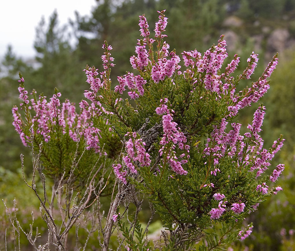 Premium Violet Calluna Flower seeds for Planting Drought Tolerant, Heirloom & GMO Free Seeds for Home Garden seeds