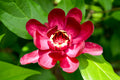 Red Calycanthus Flower seeds for Planting Fragrant Blossoms, Heirloom & GMO Free Seeds for Home Garden seeds for planting