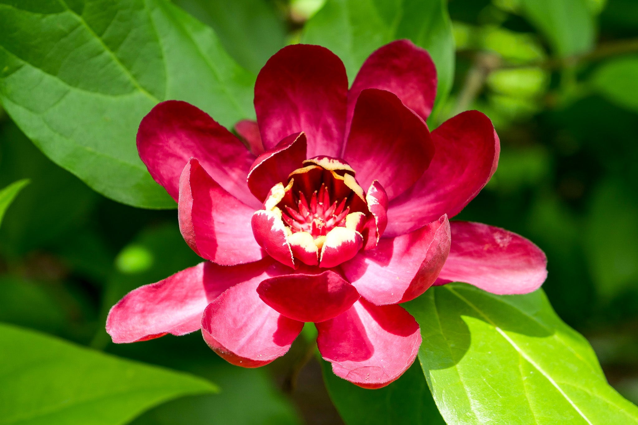 Red Calycanthus Flower seeds for Planting Fragrant Blossoms, Heirloom & GMO Free Seeds for Home Garden seeds for planting