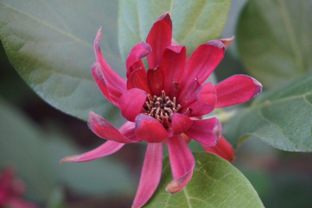 Premium Red Calycanthus Flower seeds for Planting Fragrant Blossoms, Heirloom & GMO Free Seeds for Home Garden seeds