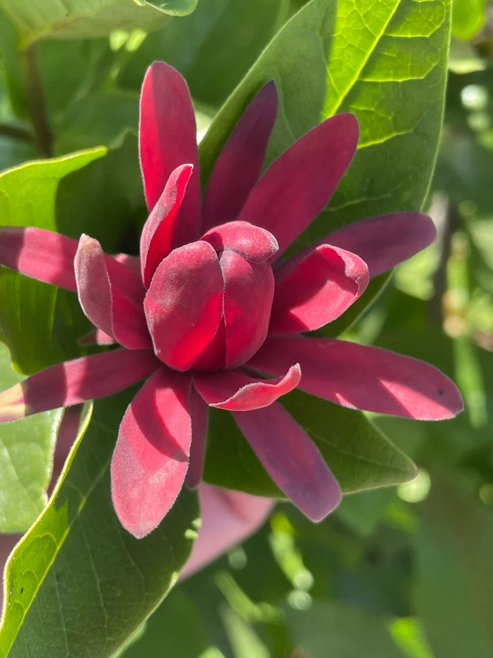 Red Calycanthus Flower seeds for Planting Fragrant Blossoms, Heirloom & GMO Free Seeds for Home Garden vegetable and garden seeds