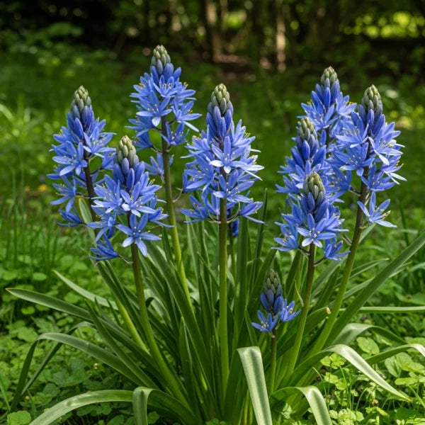 Camassia Flower seeds for Planting Cottage Garden Essential Heirloom & GMO Free Seeds for Home Garden