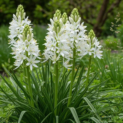Heirloom Camassia Leichtlinii Flower seeds for Planting Colorful Display Heirloom & GMO Free Seeds for Home Garden