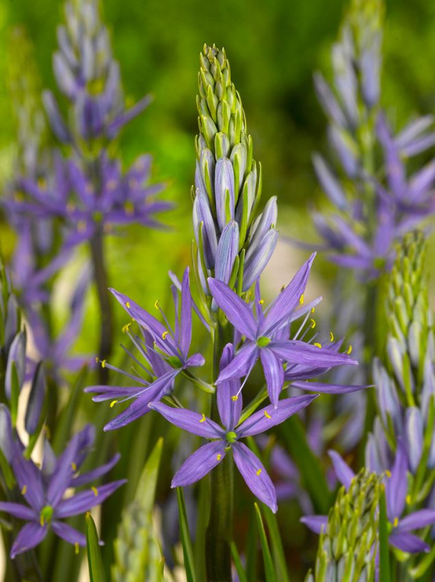 Premium Blue Camas, Camassia Flower seeds for Planting Shade Tolerant, Heirloom & GMO Free Seeds for Home Garden seeds