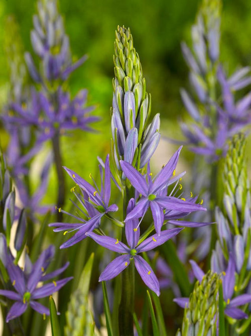 Premium Blue Camas, Camassia Flower seeds for Planting Shade Tolerant, Heirloom & GMO Free Seeds for Home Garden seeds
