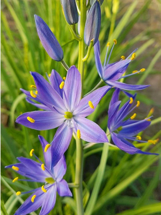 Blue Camas, Camassia Flower seeds for Planting Shade Tolerant, Heirloom & GMO Free Seeds for Home Garden vegetable and garden seeds