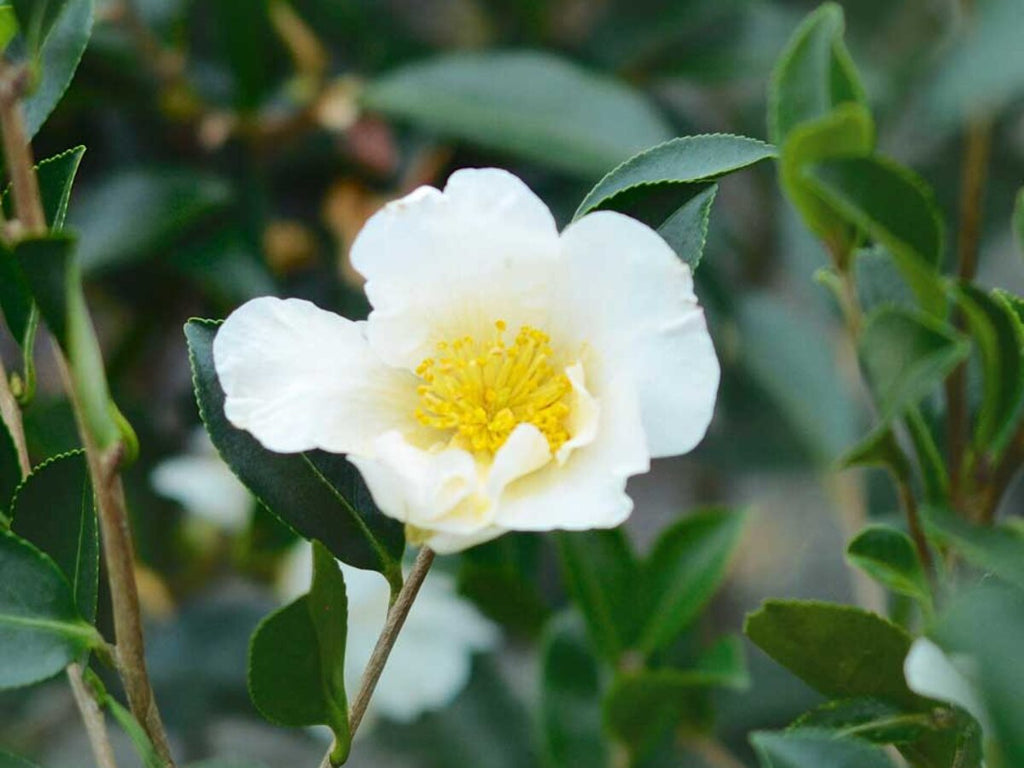 High quality Camellia White Flower seeds for Planting Wildflower Mix, Heirloom & GMO Free Seeds for Home Garden seeds pack