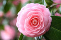 Pink Balsam Camellia Flower seeds for Planting Low Maintenance, Heirloom & GMO Free Seeds for Home Garden seeds for planting