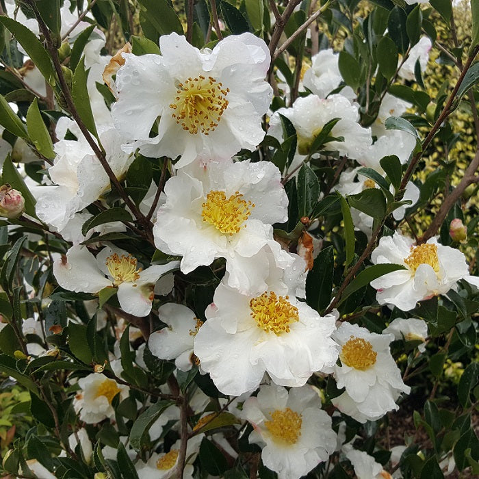 Yellow White Camellia Flower seeds for Planting Perfect for Borders, Heirloom & GMO Free Seeds for Home Garden vegetable and garden seeds