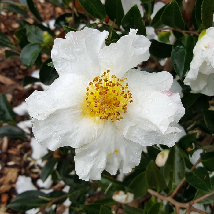 Premium Yellow White Camellia Flower seeds for Planting Perfect for Borders, Heirloom & GMO Free Seeds for Home Garden seeds