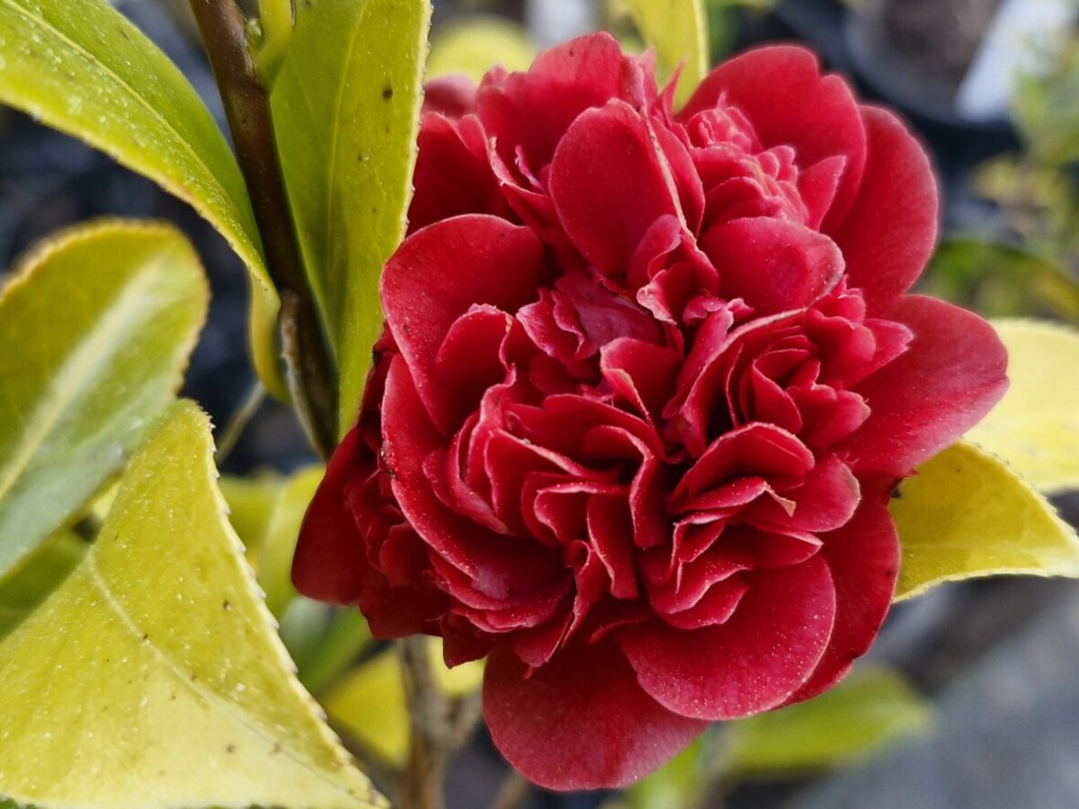 Burgundy Camellia Flower seeds for Planting Cottage Garden Essential, Heirloom & GMO Free Seeds for Home Garden seeds for planting