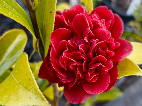 Burgundy Camellia Flower seeds for Planting Cottage Garden Essential, Heirloom & GMO Free Seeds for Home Garden seeds for planting