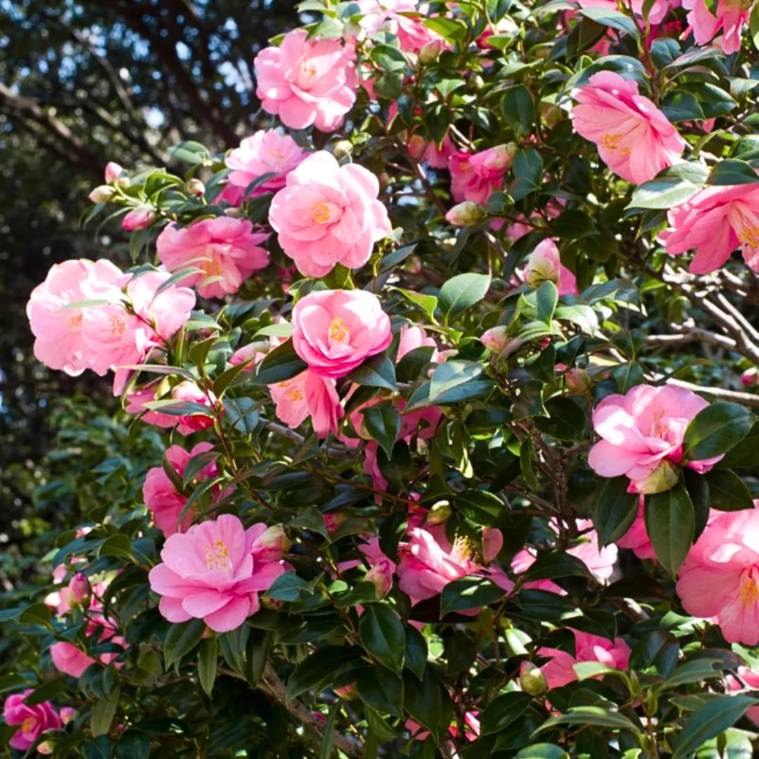 Japanese Camellia Flower seeds for Planting Low Maintenance Heirloom & GMO Free Seeds for Home Garden