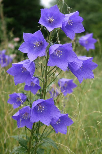 Bell Flower seeds for Planting Cottage Garden Essential Heirloom & GMO Free Seeds for Home Garden