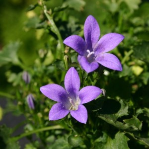 Purple Portenschlagiana Flower seeds for Planting Pollinator Friendly, Heirloom & GMO Free Seeds for Home Garden vegetable and garden seeds