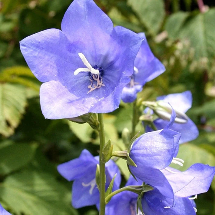 Bell Flower seeds for Planting Cottage Garden Essential Heirloom & GMO Free Seeds for Home Garden