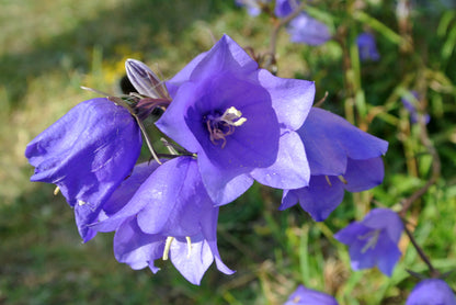 Bell Flower seeds for Planting Cottage Garden Essential Heirloom & GMO Free Seeds for Home Garden