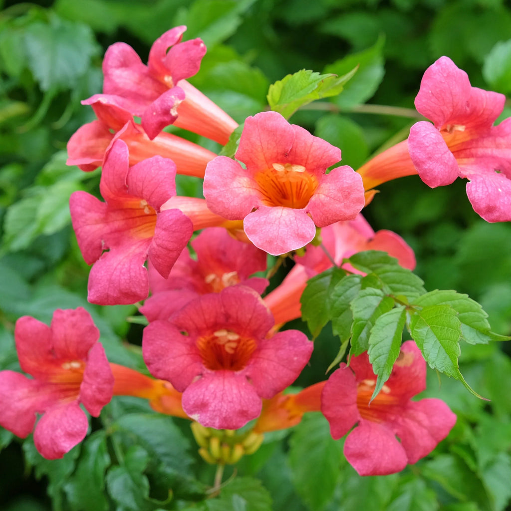 Premium Enredadera Trompetan Flower seeds for Planting Shade Tolerant, Heirloom & GMO Free Seeds for Home Garden seeds