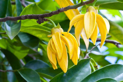 Cananga Odorata Lutea Yellow Flowers