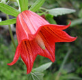 Canarina Flower seeds for Planting Wildflower Mix, Heirloom & GMO Free Seeds for Home Garden seeds for planting