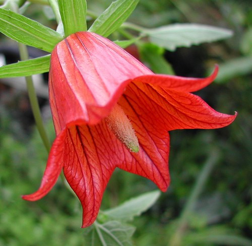 Canarina Flower seeds for Planting Wildflower Mix, Heirloom & GMO Free Seeds for Home Garden seeds for planting