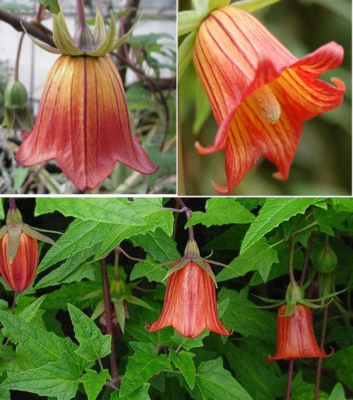 Premium Canarina Flower seeds for Planting Wildflower Mix, Heirloom & GMO Free Seeds for Home Garden seeds