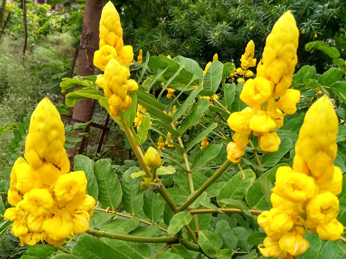 Senna Alata Flower seeds for Planting, Perfect for Borders Heirloom & GMO Free Seeds for Home Garden