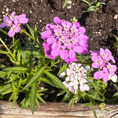 Candytuft Flower seeds for Planting Perfect for Borders Heirloom & GMO Free Seeds for Home Garden