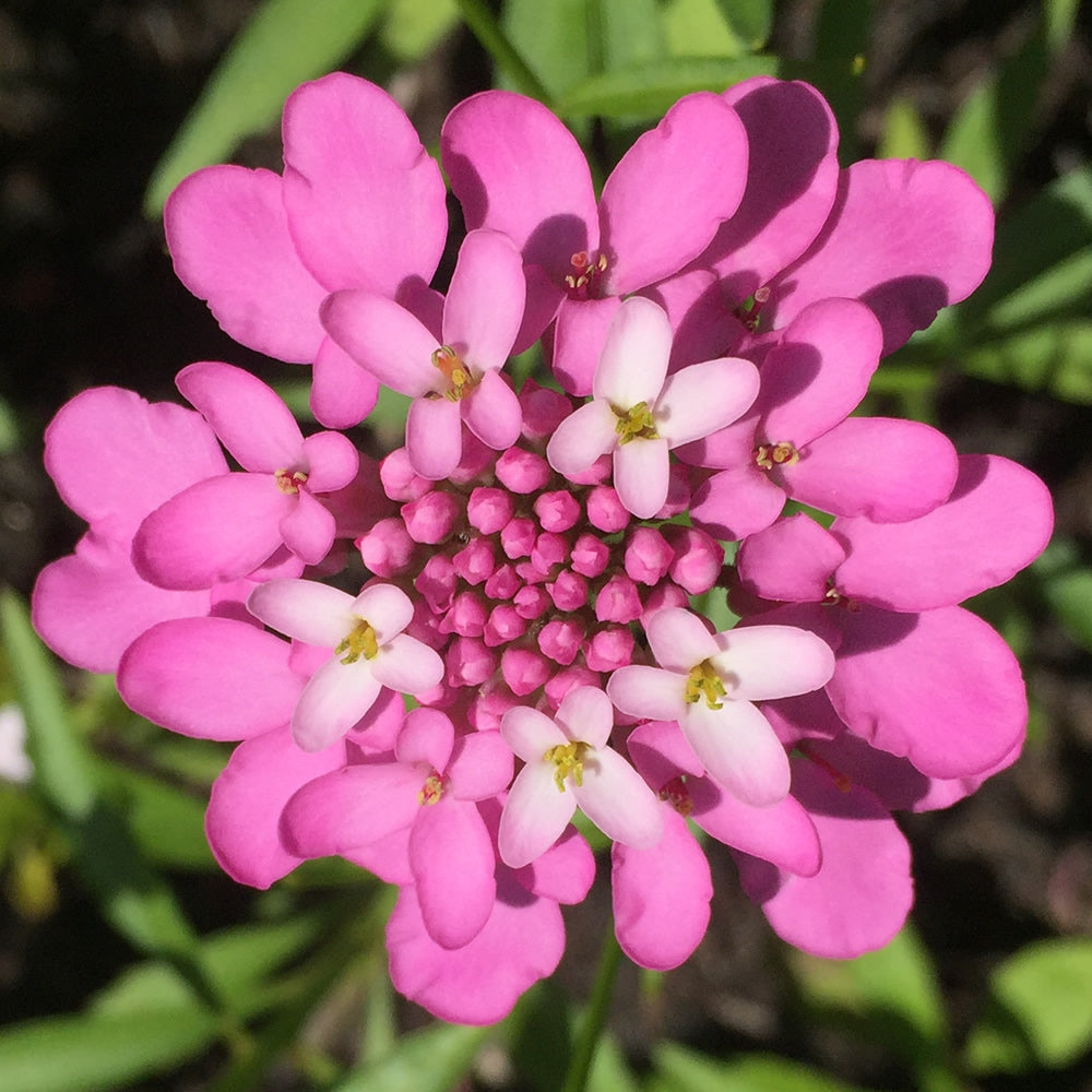 Candytuft Flower seeds for Planting Perfect for Borders Heirloom & GMO Free Seeds for Home Garden