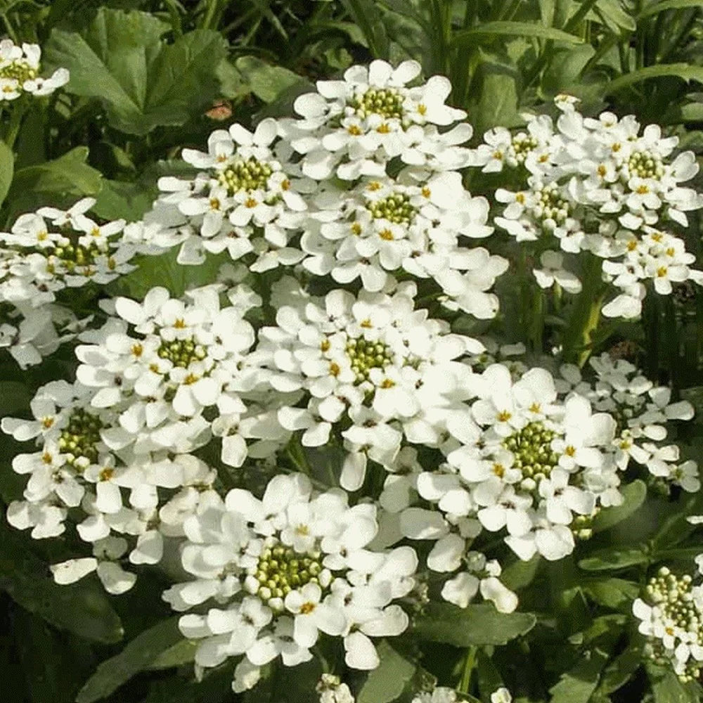 High quality Iberis Sempervirens Flower seeds for Planting Cut Flower Favorite, Heirloom & GMO Free Seeds for Home Garden seeds pack