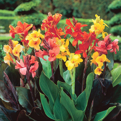 Perennial Canna Flower seeds for Planting Colorful Display Heirloom & GMO Free Seeds for Home Garden