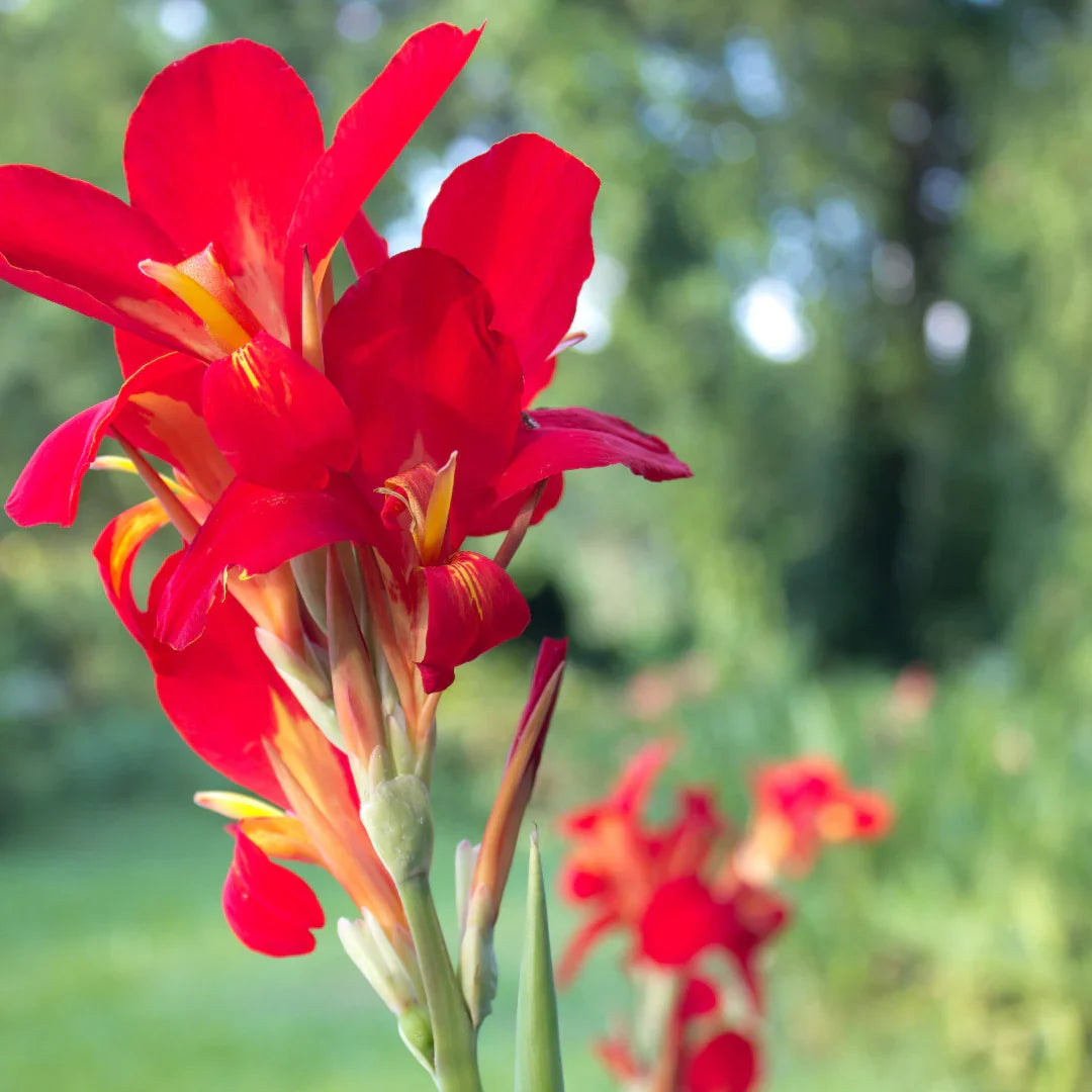 Indica Flower seeds for Planting Hardy Variety Heirloom & GMO Free Seeds for Home Garden