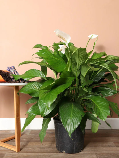 Spathiphyllum Peace Lily Seeds For Easy Planting Flower