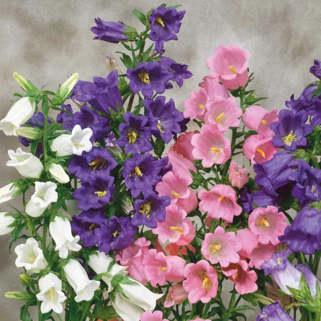 Heirloom Canterbury Flower seeds for Planting Easy to Grow Heirloom & GMO Free Seeds for Home Garden