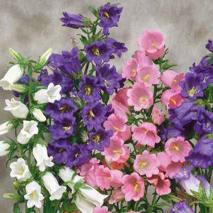 Heirloom Canterbury Flower seeds for Planting Easy to Grow Heirloom & GMO Free Seeds for Home Garden