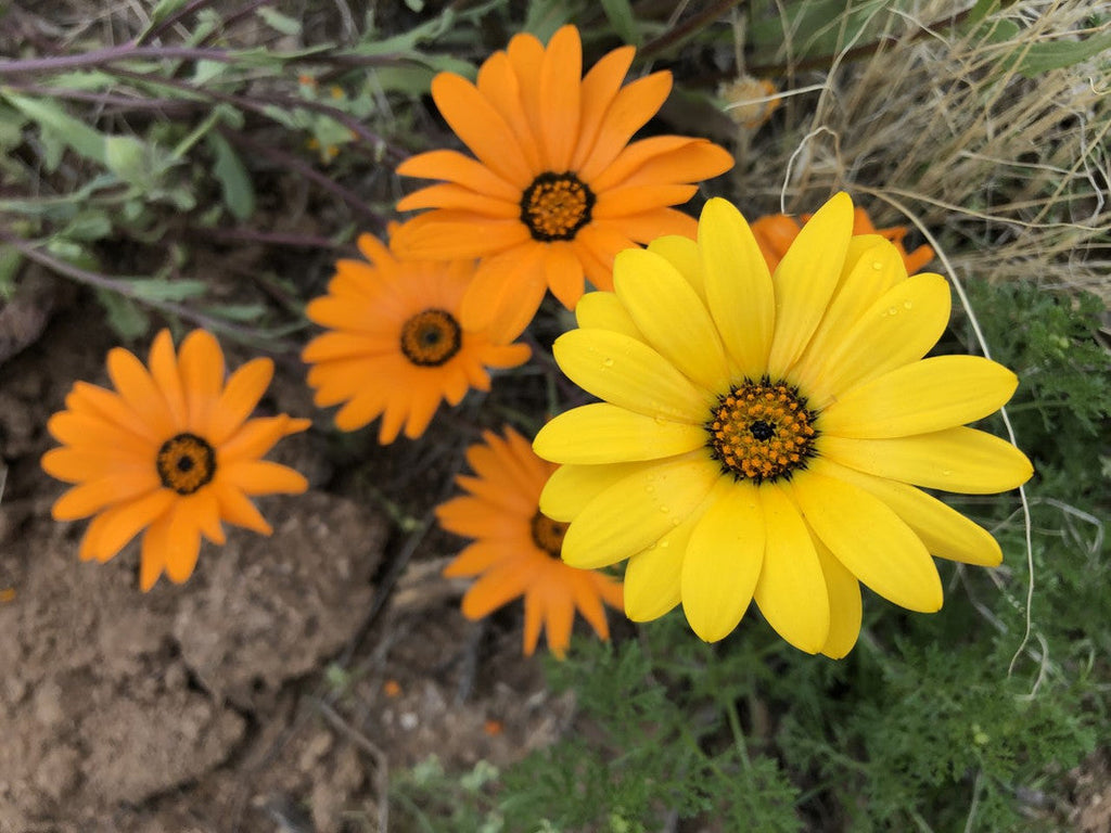 Cape Marigold Flower seeds for Planting Easy to Grow, Heirloom & GMO Free Seeds for Home Garden vegetable and garden seeds