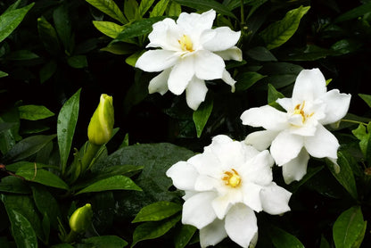 Heirloom Jasminoids Flower seeds for Planting Premium Quality Heirloom & GMO Free Seeds for Home Garden