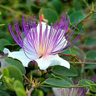 Blue Caper Flower seeds for Planting Compact Growth, Heirloom & GMO Free Seeds for Home Garden vegetable and garden seeds
