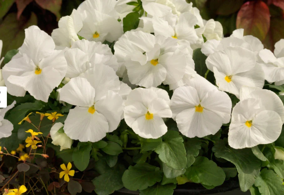 High quality Tricolor Pansy Flower seeds for Planting Seasonal Bloomer, Heirloom & GMO Free Seeds for Home Garden seeds pack